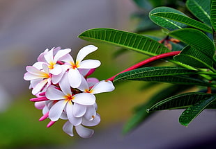 closeup photo of white petaled flower