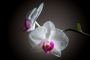 close up focus photography of white-and-pink Moth Orchid Flowers HD wallpaper