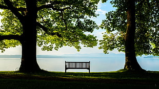 brown bench, photography, nature, bench, trees HD wallpaper