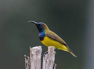 yellow and green long-beak bird perched on tree twig, olive-backed sunbird HD wallpaper
