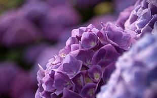 closeup photography of purple Hydrangea flowers HD wallpaper