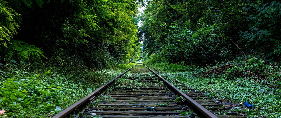 gray metal trail rail, railway, forest HD wallpaper