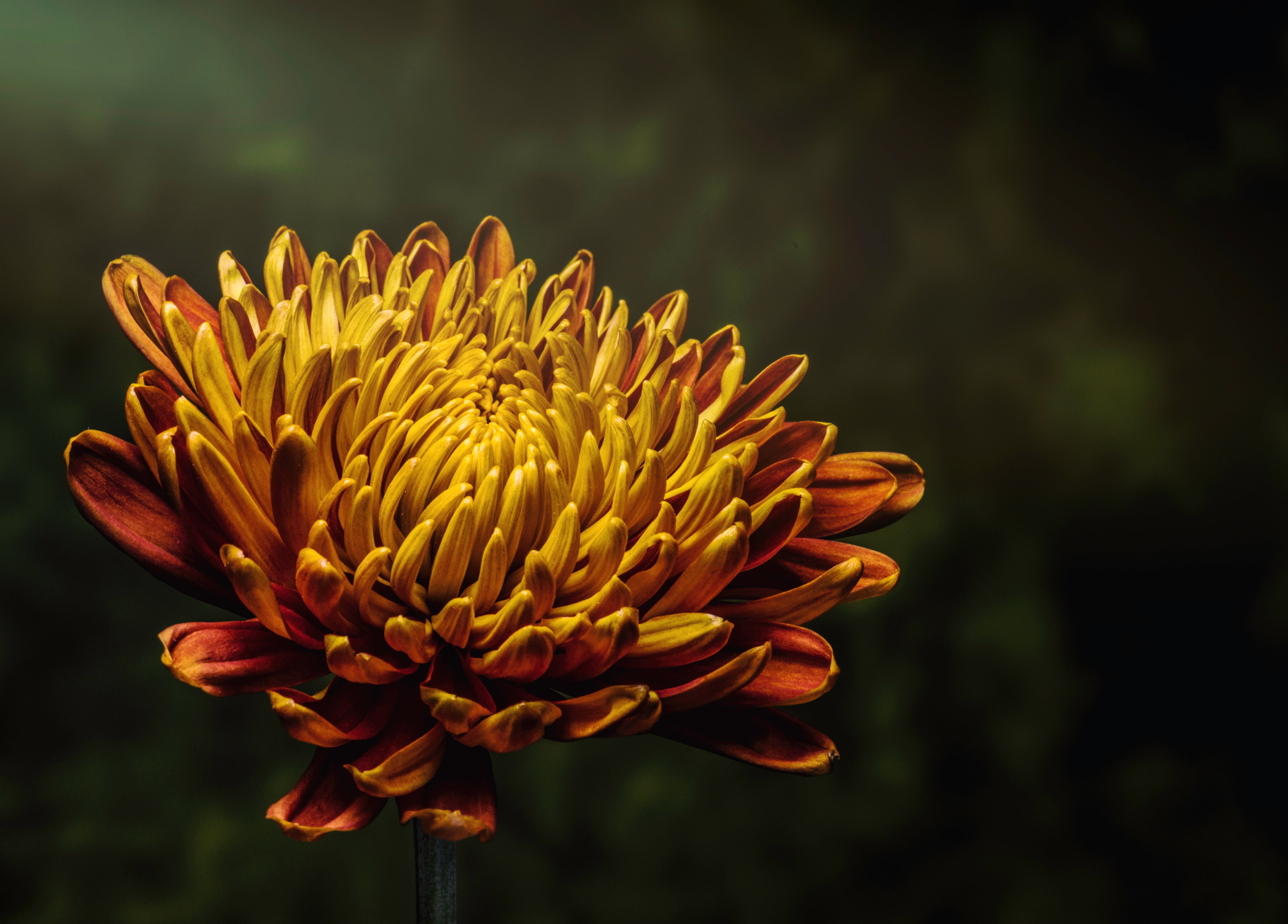 yellow petaled flower, Aster, Flower, Bud