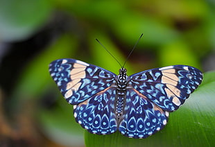 shallow focus photo of blue and brown butterfly HD wallpaper