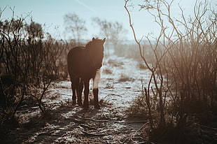 black and white horse