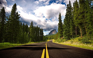 green pine trees, nature, road, trees, Canada