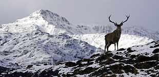 brown deer, nature, mountains, snow, deer HD wallpaper