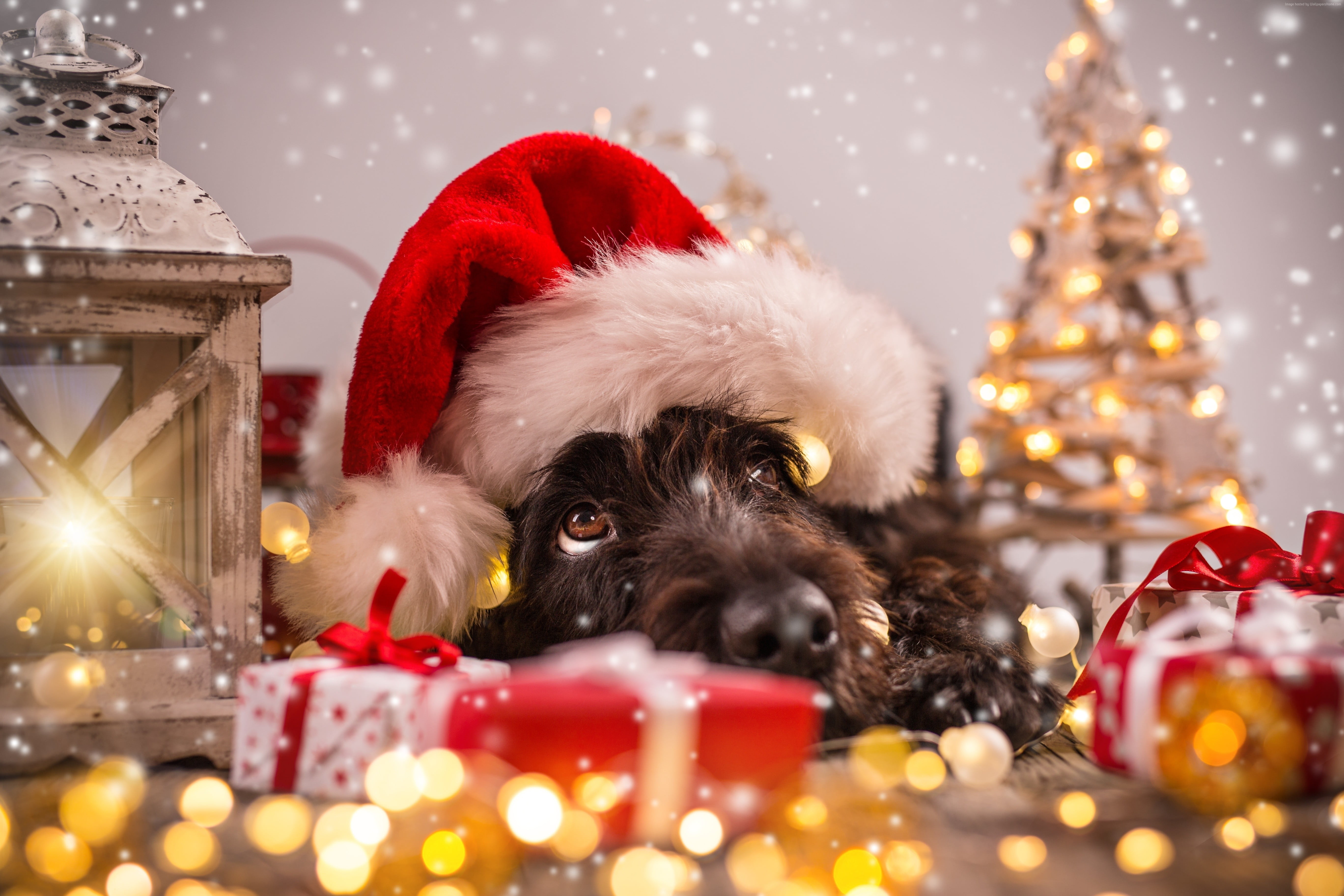 dog wearing Santa hat