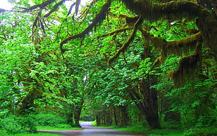 green leafed trees, trees, moss, road, green HD wallpaper