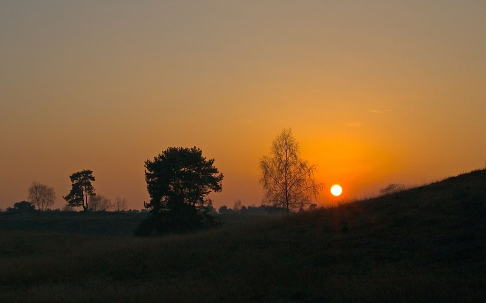 silhouette of tall trees HD wallpaper