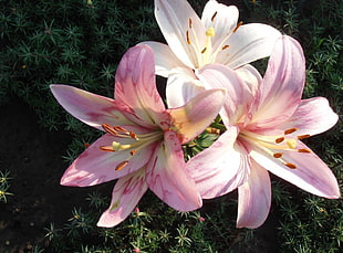 pink and white flowers