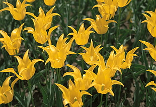 yellow petaled flowers