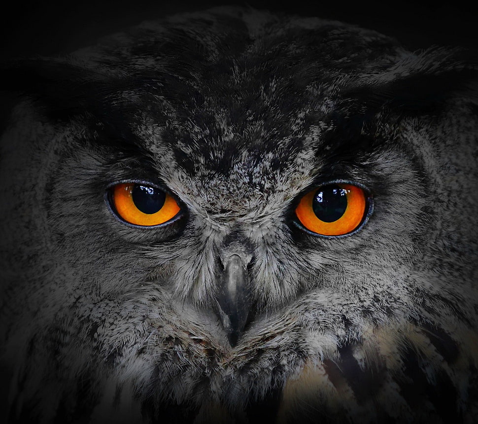 gray and black owl, nature, owl HD wallpaper