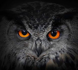 gray and black owl, nature, owl