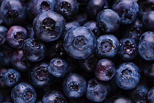 blueberries fruits, Blueberries, Berries, Ripe HD wallpaper