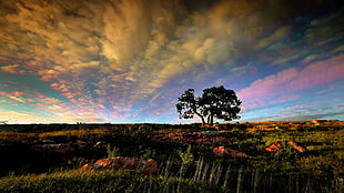 green tre, nature, landscape, sky, clouds