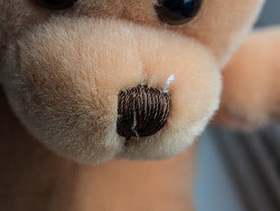 brown teddy bear nose