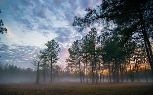 green trees, landscape, mist, trees, nature HD wallpaper