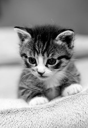 greyscale photography of kitten on fleece textile