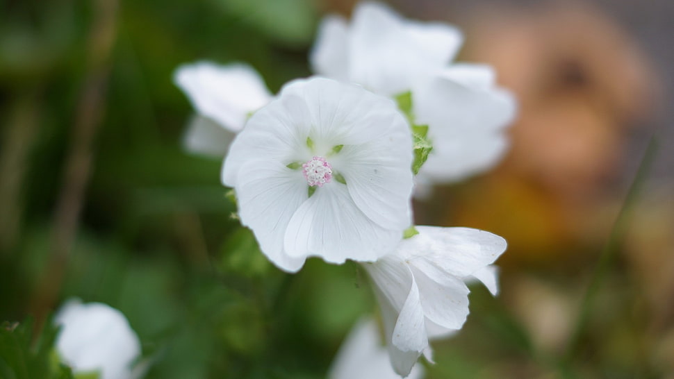 selective focus photography of white petaled flower plant HD wallpaper