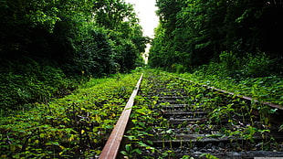 brown metal train rail, trees, railway, nature, plants HD wallpaper