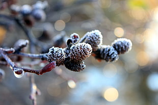 bokeh photography of brown fruit