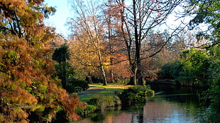 river between green and brown forest, avon, christchurch HD wallpaper