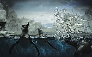 water splash, animals, nature, underwater, penguins HD wallpaper