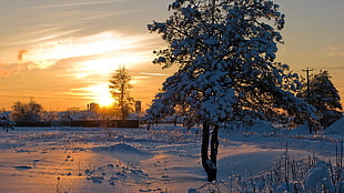 tree on snowfield at sunset HD wallpaper