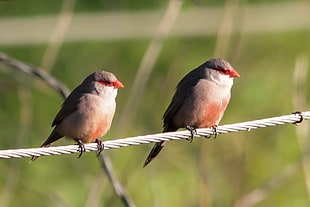 two white-and-gray birds perched on wire, waxbills HD wallpaper