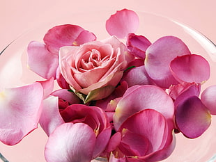 pink Rose petals