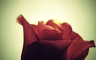 close-up photography of red petaled flower