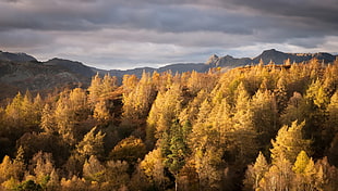 aerial photo of jungle, nature, fall, landscape, trees