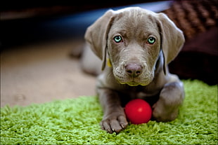 closeup photo of Great Dane puppy