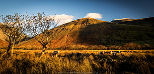 landscape photography of brown mountain during daytime, cumbrian HD wallpaper