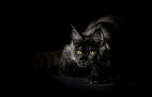 short-coated black cat, cat HD wallpaper