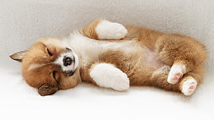 Pembroke Welsh Corgi puppy