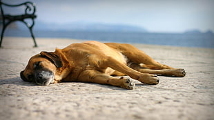 short-coated brown dog, dog, animals, sleeping, sleep HD wallpaper