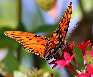orange and brown butterfly collecting nectar in red petaled flower HD wallpaper