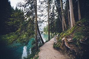 brown tree and body of water, landscape, mountains, boat, nature