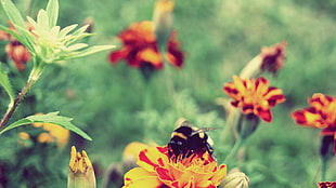 yellow and red petaled flowers photo