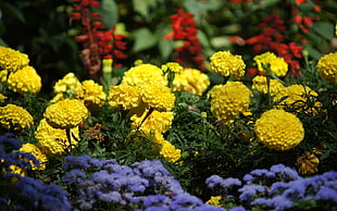 yellow, purple and red flowers during daytime HD wallpaper