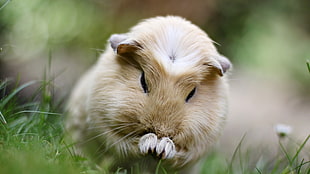 closeup photo of brown guinea pig HD wallpaper