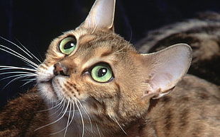 brown and gray tabby kitten