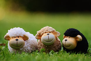 white, brown, and black sheep plush toys HD wallpaper