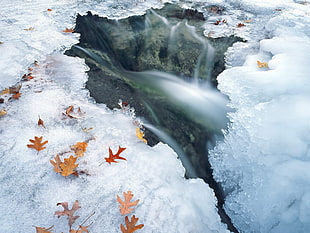 dried leaves on top of ices near body of water during daytime HD wallpaper
