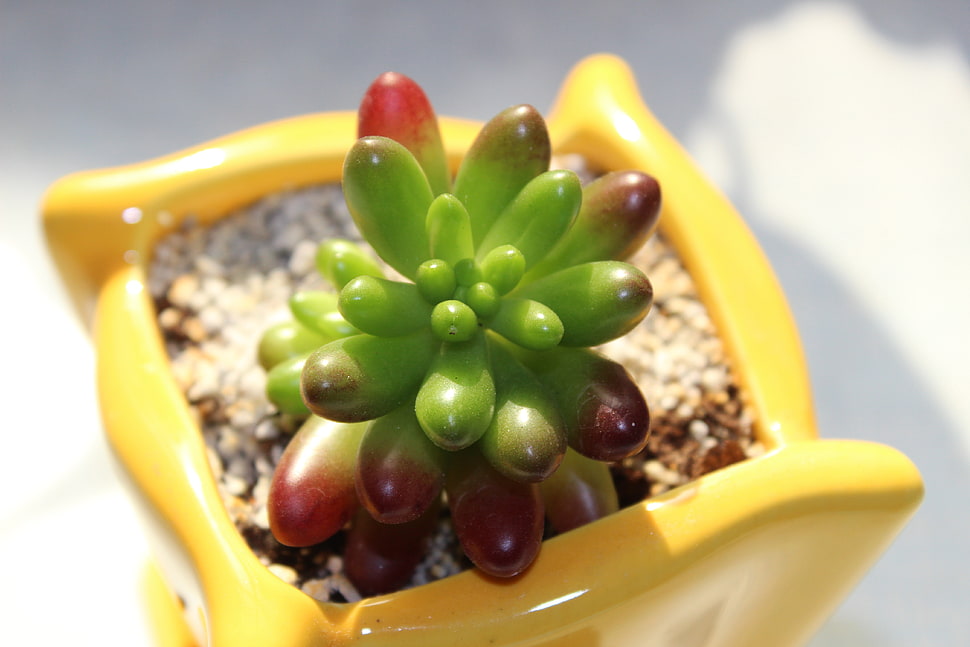 green succulent plant on yellow ceramic plant pot HD wallpaper