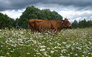 brown cow in the middle of white daisy field