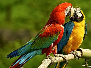 red and yellow fish in fish tank, macaws, birds HD wallpaper