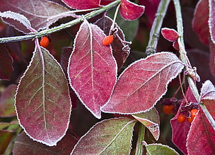 macro photography of purple-leaf plant HD wallpaper